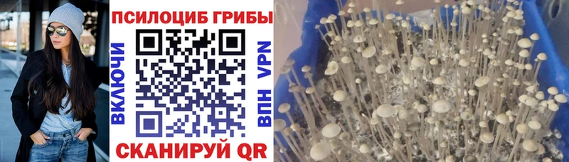 OMG ссылка Северская Псилоцибиновые грибы мухоморы дарнет шоп